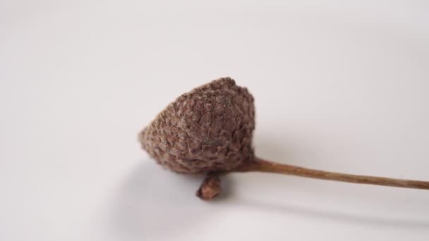 Brown Dry Acorn Hat Rotate White Background — Stok video