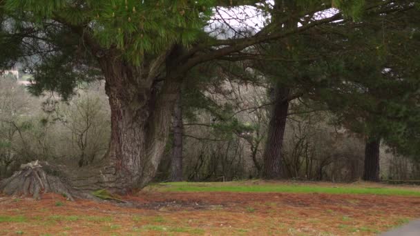 Большая Сосна Парке Ветвями Зелеными Иглами Движется Ветру Падшие Иголки — стоковое видео