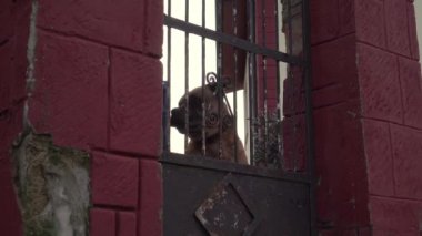 A big brown dog sits behind bars and barks releasing steam from his mouth. Home security