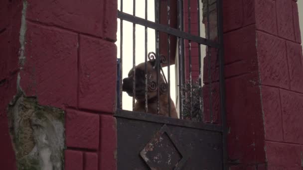 一只棕色的大狗坐在铁栏后面 吠叫着从它的嘴里放出蒸汽 家庭安全 — 图库视频影像