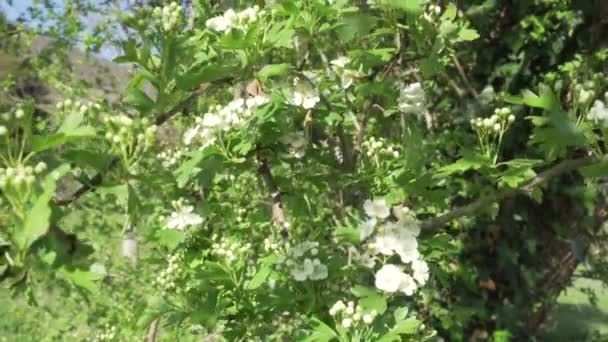 Zweig Eines Blühenden Apfelbaums Einem Obstgarten Weiße Schöne Blumen Ernte — Stockvideo