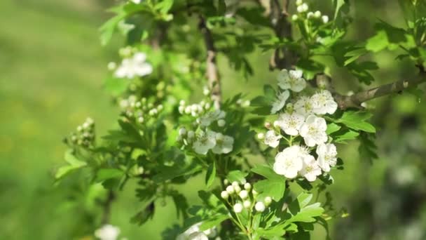 Красивые Белые Цветы Зеленой Ветке Цветущей Яблони Саду Крупным Планом — стоковое видео