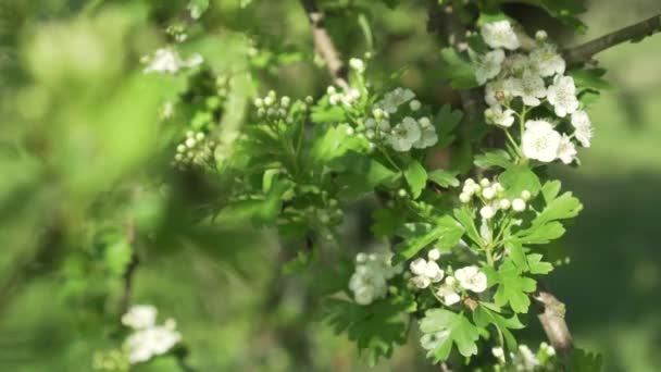 Een Bij Verzamelt Stuifmeel Nectar Witte Bloemen Van Een Bloeiende — Stockvideo