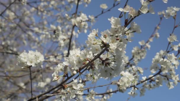 Ανθισμένη Μηλιά Λευκά Λουλούδια Κλαδιά Πάνω Καταγάλανο Ουρανό Ελαφρύς Άνεμος — Αρχείο Βίντεο