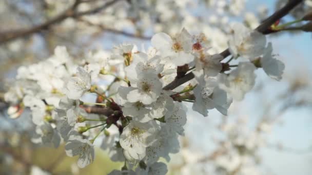 Ένα Κλαδί Από Μια Ανθισμένη Μηλιά Όμορφα Λευκά Λουλούδια Κοντά — Αρχείο Βίντεο