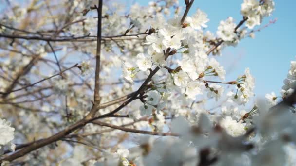 Schöne Weiße Blüten Apfelfarbe Obstgarten Frühling Zweige Schwingen Langsam Wind — Stockvideo