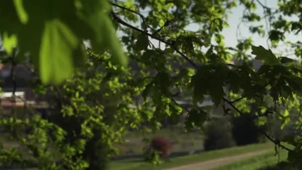 Groene Lente Blad Van Een Grote Eik Boom Een Heuvel — Stockvideo