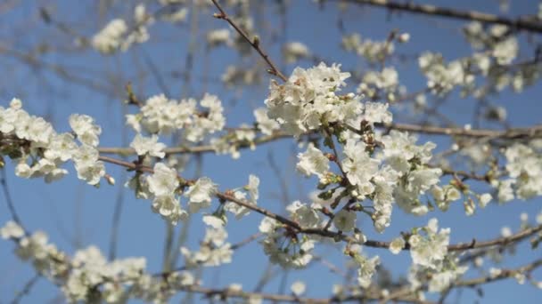 Flores Brancas Primavera Uma Árvore Maçã Florescente Contra Céu Azul — Vídeo de Stock