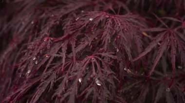 Yağmurdan sonra Japon akçaağaç yaprağı danteli. Acer palmatum Disectum Atropurpureum. Seçici odak