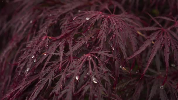 Vermelho Japonês Bordo Folha Rendas Após Chuva Close Acer Palmatum — Vídeo de Stock