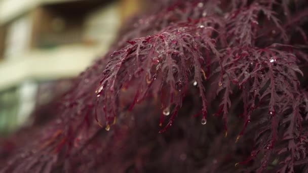 Rode Japanse Esdoorn Blad Kant Regen Met Waterdruppels Bladeren Close — Stockvideo