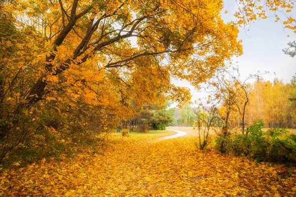 Golden Autumn bosque carretera hojas vista con muchos árboles de colores Fotos De Stock Sin Royalties Gratis