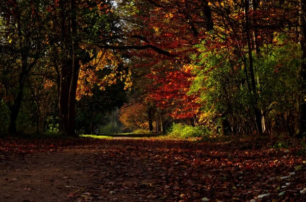 Güneşli bir günde sonbahar ormanı boyunca yol