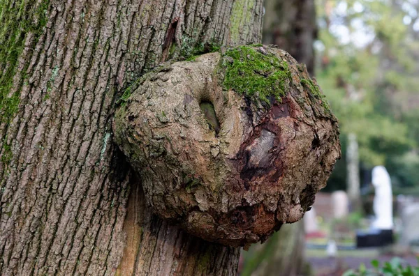 Burl bir ağaç gövdesine kolonya parkında