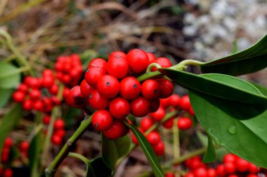 Noel 'den kırmızı böğürtlen, Ilex aquifolium