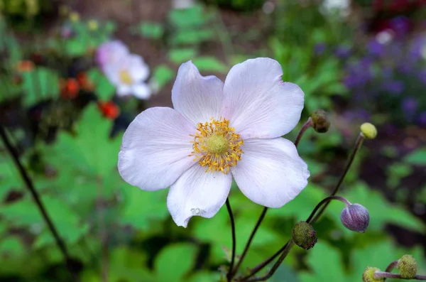 Windbloem Anemone Hupehensis Tegen Wazig Groene Achtergrond — Stockfoto