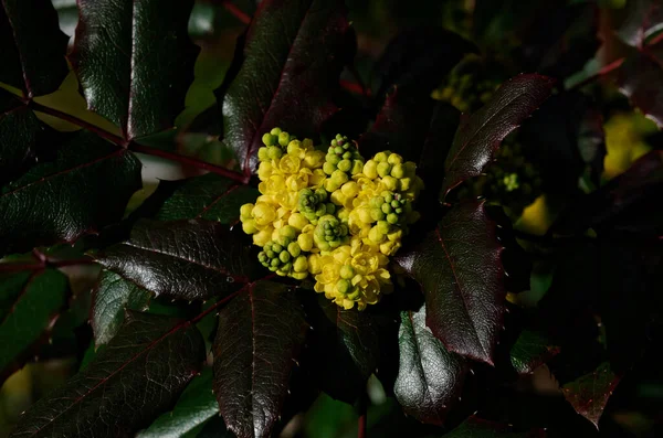 Mahonia Florescente Oregon Uva Berberis Aquifolium Pursh — Fotografia de Stock