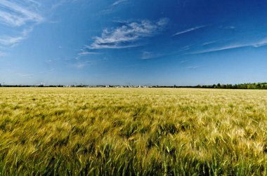 Ufukta yeni bir konut arazisindeki bir mısır tarlasının manzarası