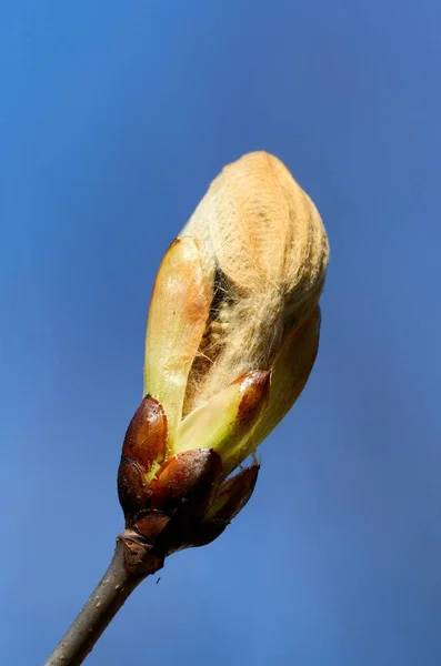 Kaštan Bud Proti Jasně Modré Obloze Jaře — Stock fotografie