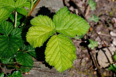 Rubus fruticosus, baharda böğürtlen çalılarının taze yeşil yaprakları