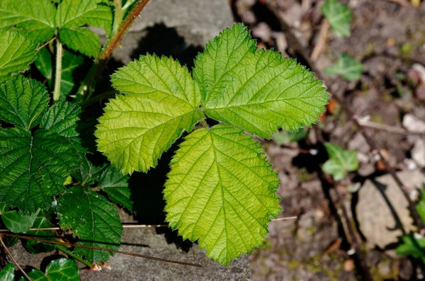 Rubus fruticosus, baharda böğürtlen çalılarının taze yeşil yaprakları