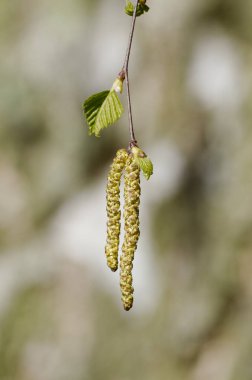 Betula, baharda alerji tehlikesi, arka planda bulanık bir huş ağacının önünde huş ağacı.