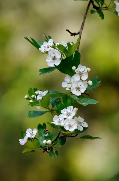 Crataegus Rosaceae Цветы Цветущего Куста Боярышника Парке Весной — стоковое фото