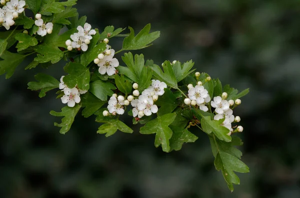 Crataegus (Rosaceae), baharda bir parkta çiçek açan dikenli çalıların çiçekleri.