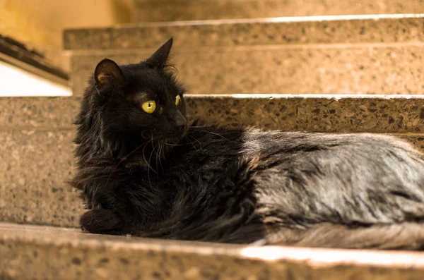 Schwarze Katze Mit Gelben Augen Auf Der Treppe — Stockfoto