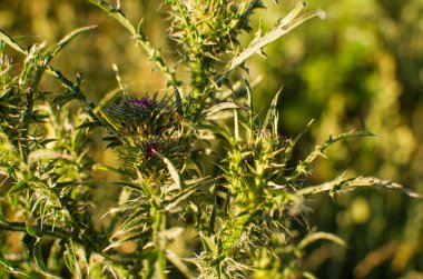 Çiçek açmış vahşi bir devedikeni