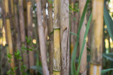 biraz baston ya da bambu arka plan