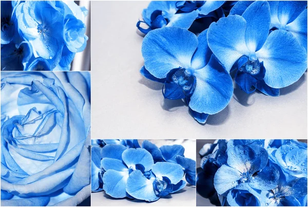 Kollázs Tavaszi Virágok Rózsák Orchideák Muskátlik Színezett Klasszikus Pantone Kék — Stock Fotó