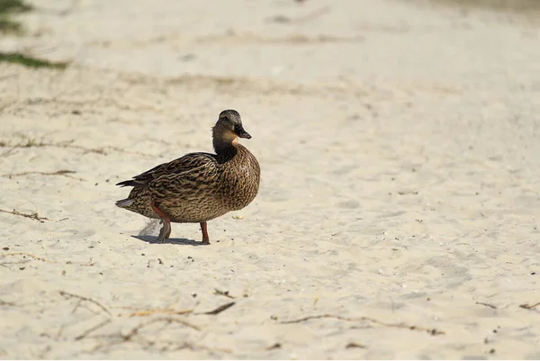 Wild gray duck walks on a deserted river bank. Wildlife without people during coronavirus quarantine