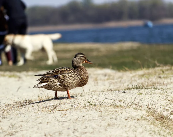 A wild gray duck walks on a deserted river bank. Wildlife without people during coronavirus quarantine