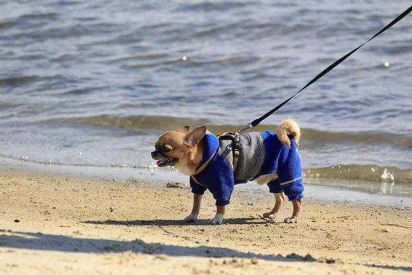 Small Red Dog Blue Overalls Walks Beach Leash Walking Dog — Stock Photo, Image