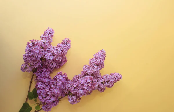 Lilac Tak Een Gele Papieren Achtergrond Kopieerruimte — Stockfoto