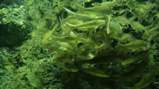 暹罗泥鱼在水里成群地游来游去 — 图库视频影像