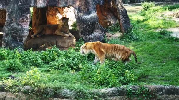 El tigre se relaja en la hierba junto al lago . — Vídeos de Stock