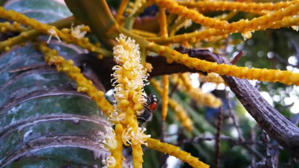 Pequena Abelha Está Polinizando Palma Borboleta Palmeira Dourada — Vídeo de Stock