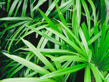 Arka plan deseni tropikal koyu yeşil yaprakları, Doğa arka plan kavramı.