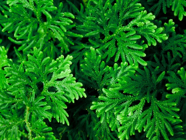 Vzorek Pozadí Tropických Tmavě Zelených Listů Přírodní Pozadí Koncepce — Stock fotografie