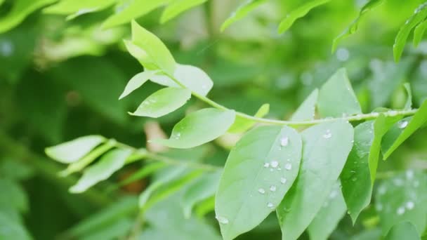 Close Rain Drops Green Gooseberry Leaves — Stock Video