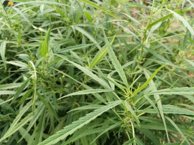 Taze yeşil kenevir veya marihuana bitkisinin yakın görüntüsü.