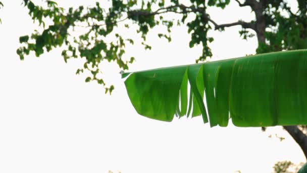 Банановые Листья Качаются Нежном Ветерке — стоковое видео