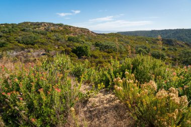 Fort Ord Ulusal Anıtı 'nın Rolling Hills' i.