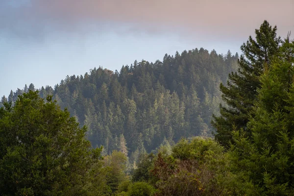 Misty Morning View of the Pine Trees en Henry Cowell Redwoods St — Foto de Stock