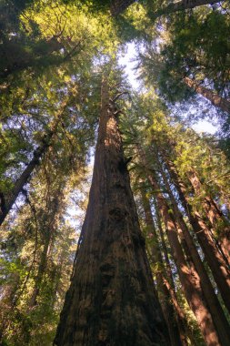 Henry Cowell Redwood Eyalet Parkı 'ndaki ağaç tepe örtüsü