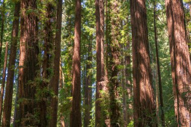 Henry Cowell Redwood Eyalet Parkı 'nda Ormanda Işık