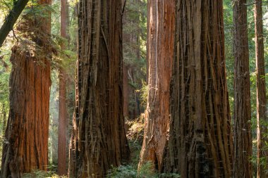 Henry Cowell Redwood Eyalet Parkı 'nda Ormanda Işık