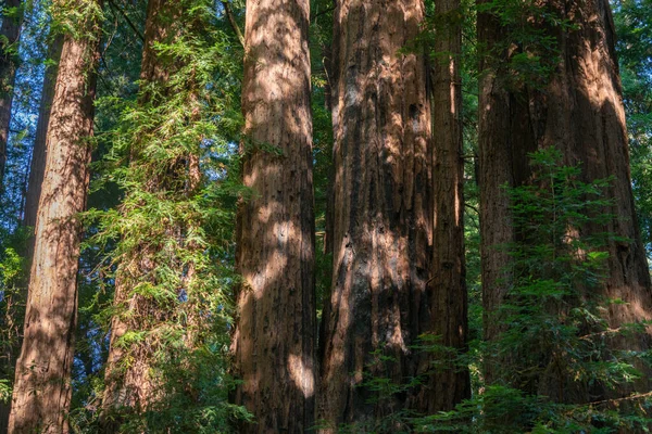 Grandes troncos de pino en Henry Cowell Redwoods State Park —  Fotos de Stock